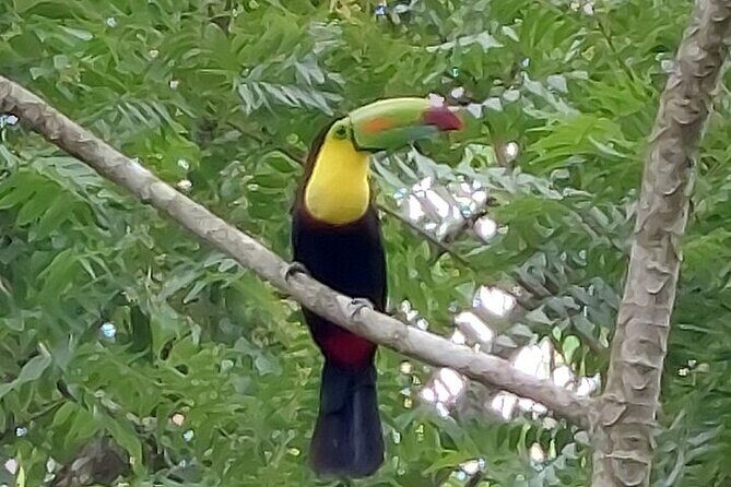 Sloths in the Rain Forest and Safari by the River - Who Will Love This Tour?