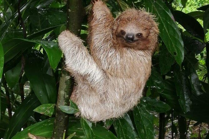 Sloths in their natural habitat & Blue river waterfall - Frequently Asked Questions