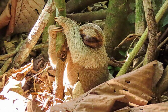 Sloths Observation and Coffee, Chocolate, Sugarcane Experience - Who Should Consider This Tour?