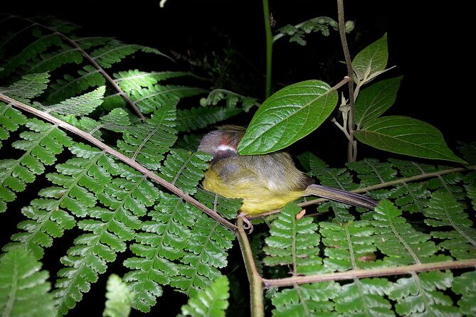 Small Group Night Walking Tour in Monteverde - The Journey Through the Night: What to Expect