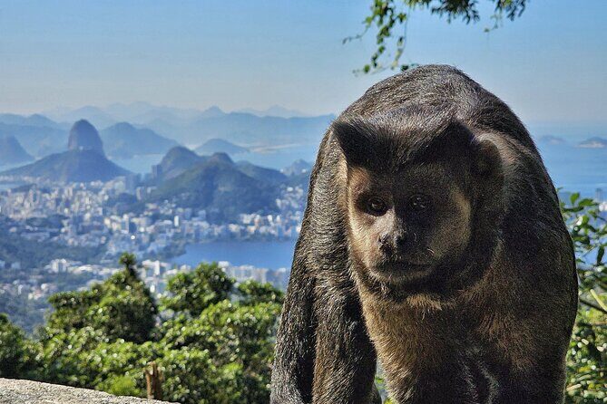 Small-Group Tijuca Forest Guided Tour - Who Will Enjoy This Tour?
