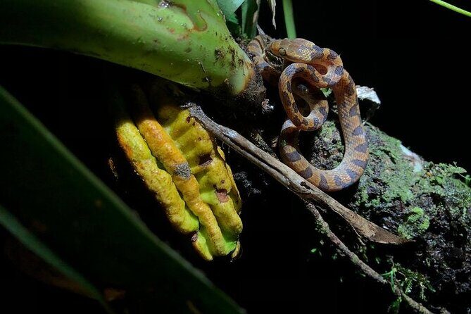 Small Group Wildlife Refuge Monteverde Night Walking Tour - Who Should Consider This Tour?