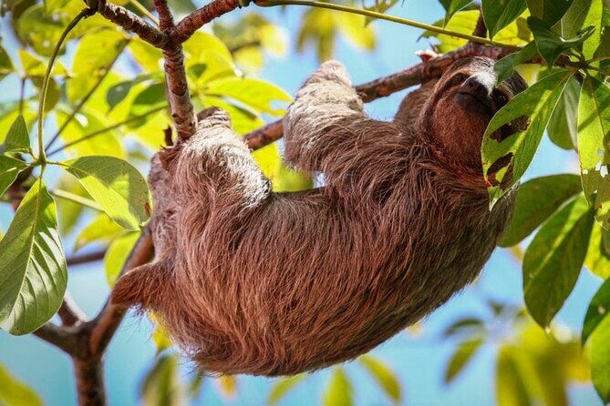 Super Combo: Manuel Antonio Park + Catamaran tour from San Jose - Who Will Love This Tour?