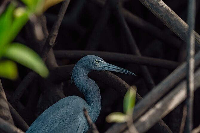 Tamarindo Estuary Boat Tour - The Sum Up