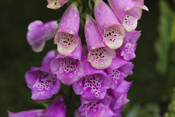 Termas de Papallacta Hot Springs full day tour from Quito - Practical Tips for Your Trip