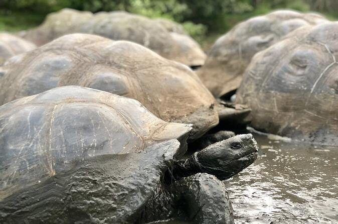 The Galapagos Giant Tortoise Experience + Los Gemelos | Shared - Value and Overall Impression