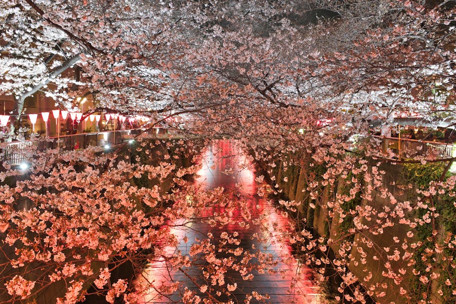 Cherry blossoms along canal in Tokyo at night