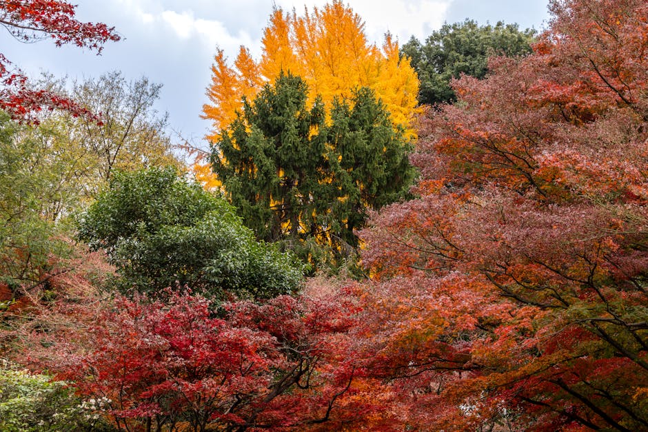 Autumn colours at Shinjuku Gyoen, Tokyo