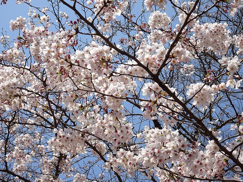 Cherry blossoms in Yoyogi Park, Tokyo