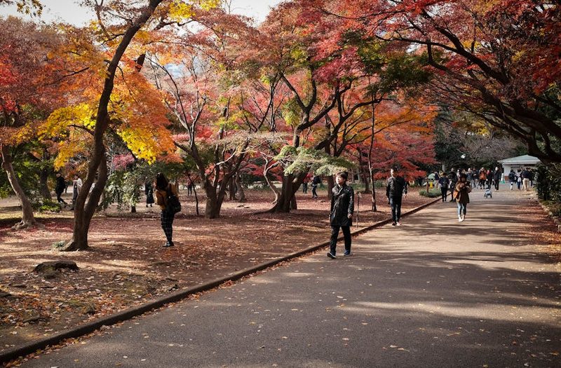 People enjoy a stroll through a picturesque Tokyo park with vibrant autumn foliage.