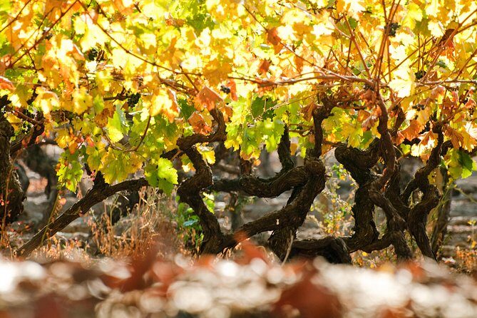 Traditional Wine Tour in Viña Cousiño Macul Official English - Who Should Consider This Tour?