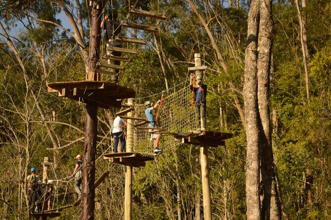 Tree climbing among the araucarias - Why We Think Youll Love This Experience