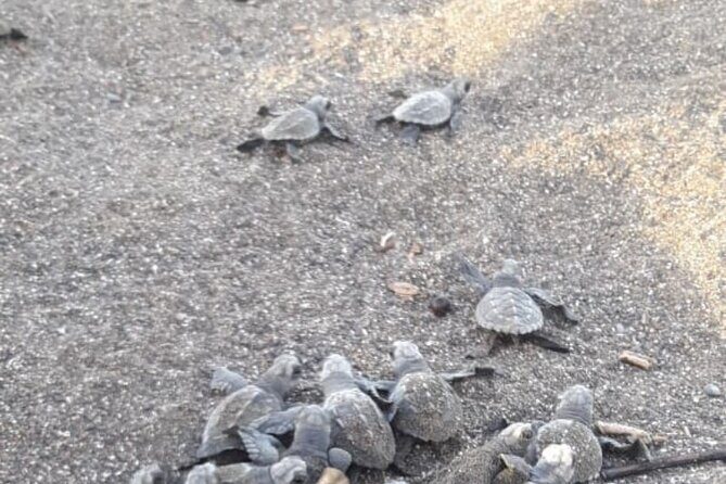 Turtle Nesting Tour - A Deep Dive into the Turtle Nesting Tour Experience