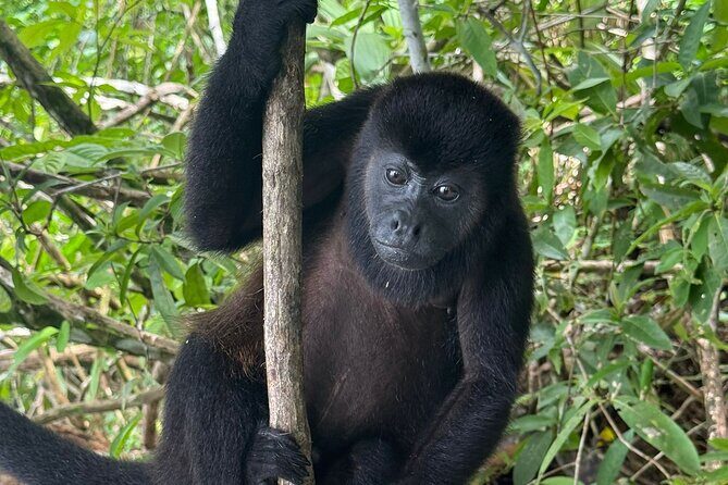 Wildlife Boat Tour in the Panama Canal Lake - Why This Tour Is a Great Choice