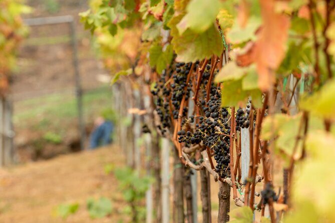 Wine Tour and Tasting - FAQ