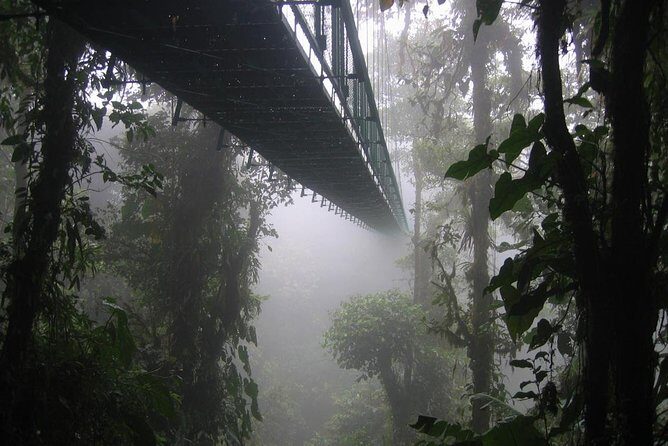 Zipline and Hanging Bridges Combo Tour in Monteverde Cloud Forest - Exploring the Monteverde Cloud Forest: What to Expect