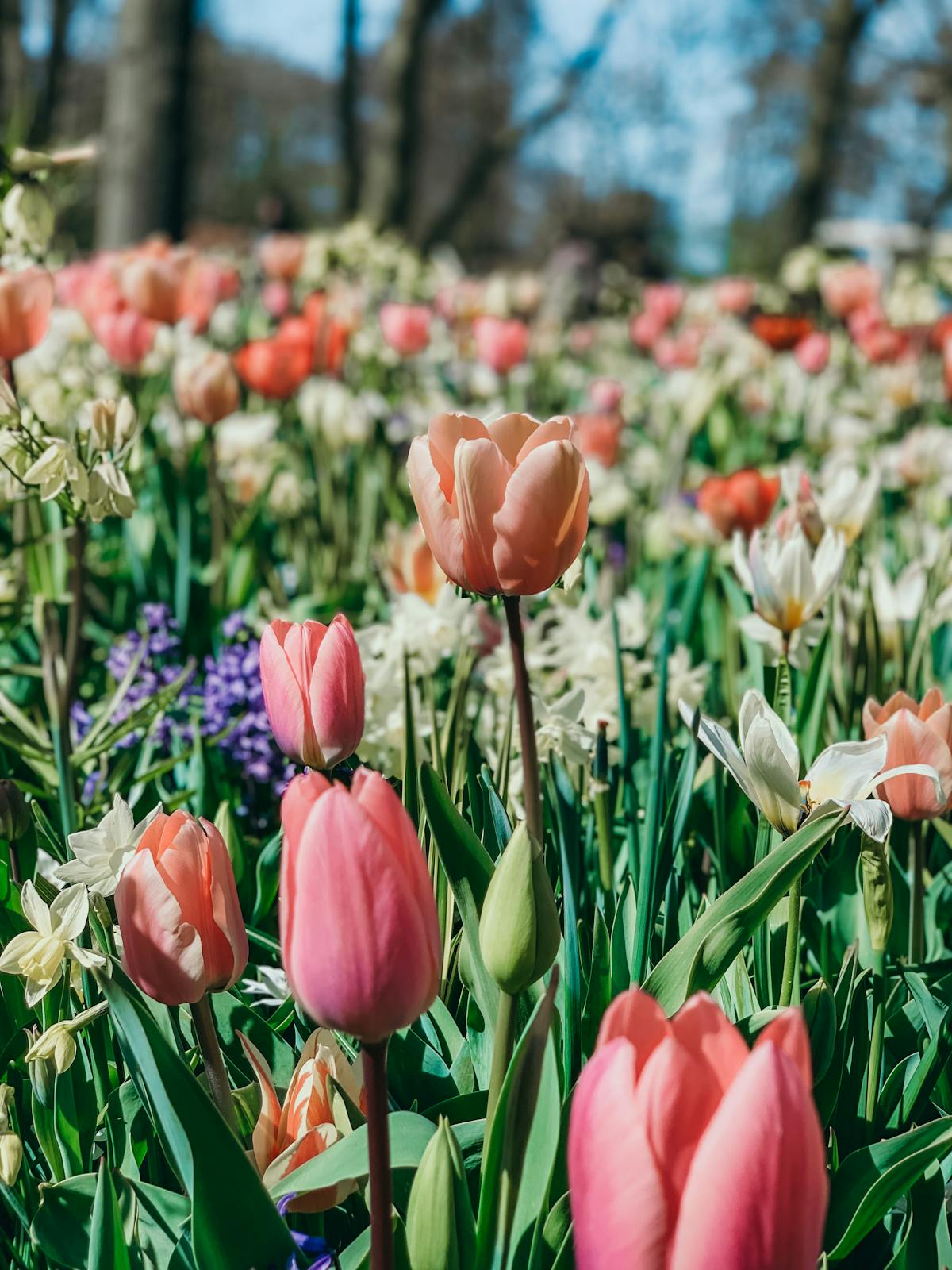 Colorful tulip fields blooming in spring near Lisse, Netherlands