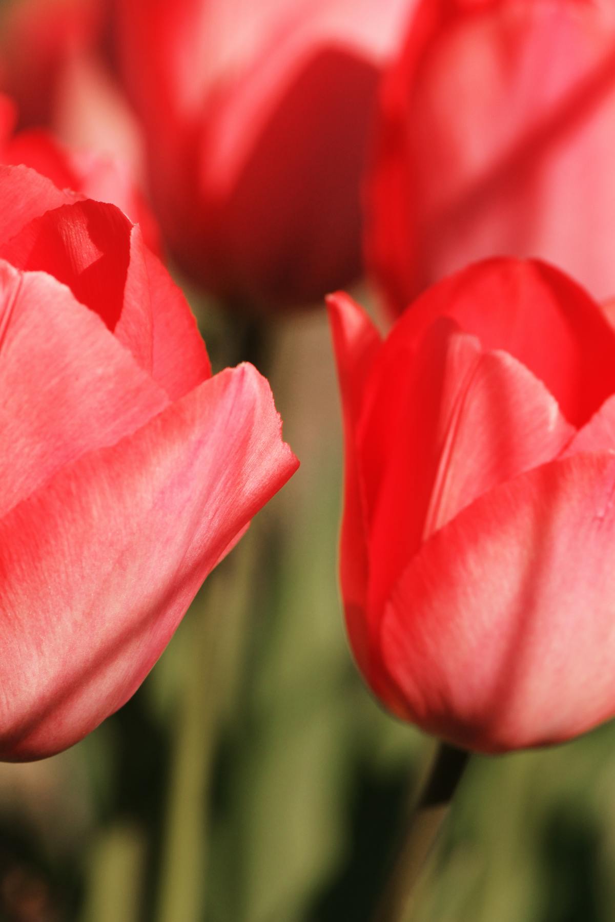 Close-up of bright red tulips in full bloom