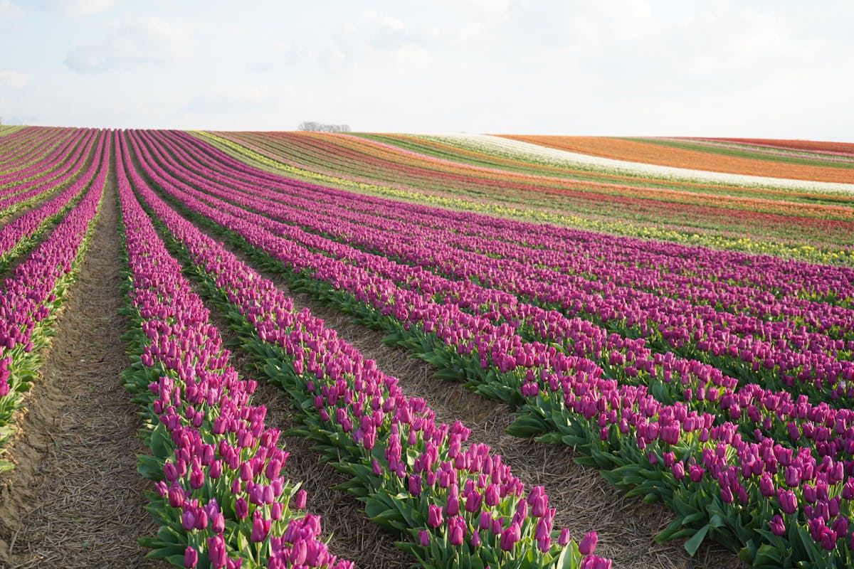 Colorful rows of tulips in blooming fields