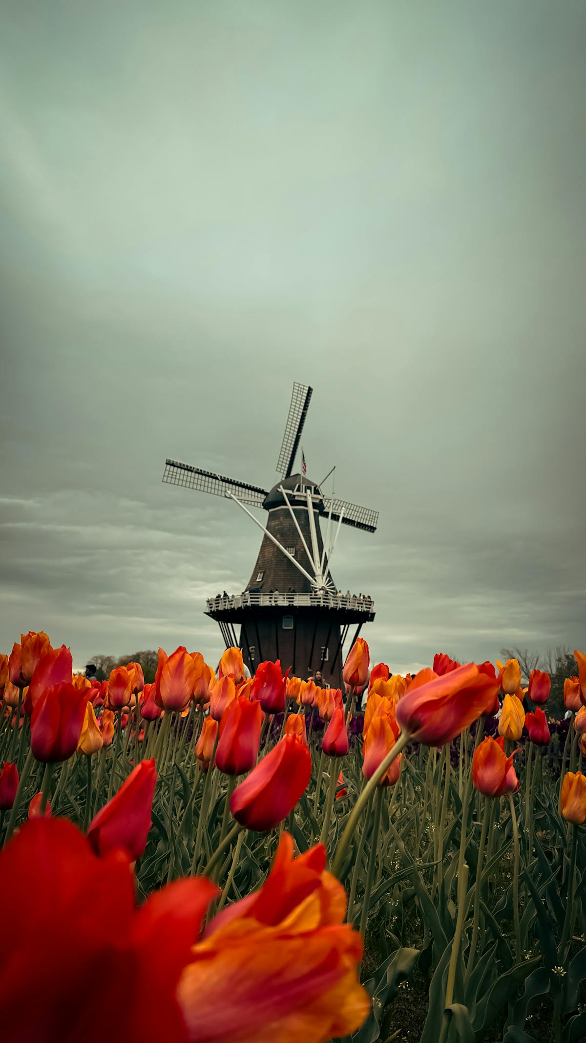 Traditional Dutch windmill surrounded by tulip fields