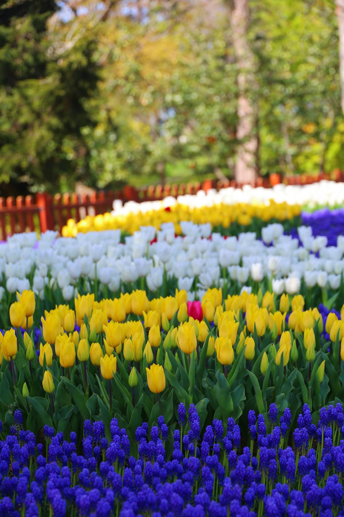 Colorful tulips and hyacinths blooming together in a spring garden