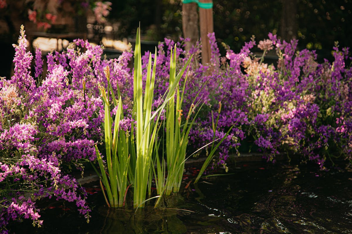 Serene garden pond with purple blossoms and green reeds