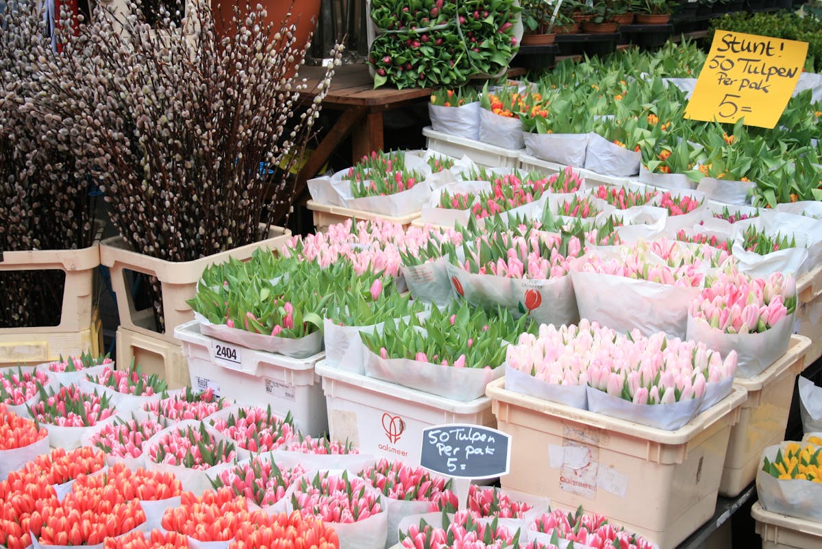 Colorful tulip bouquets at a flower market in Amsterdam