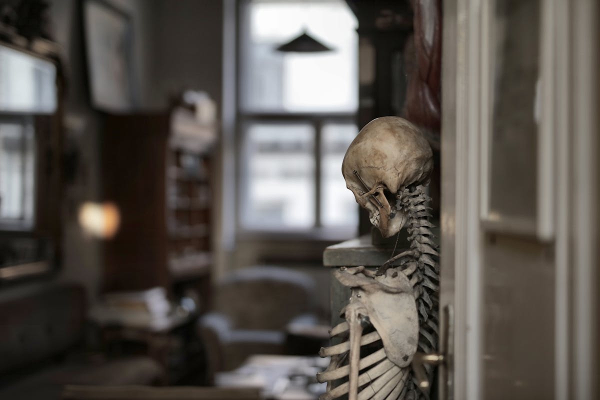 Human skeleton displayed in a dimly lit museum room