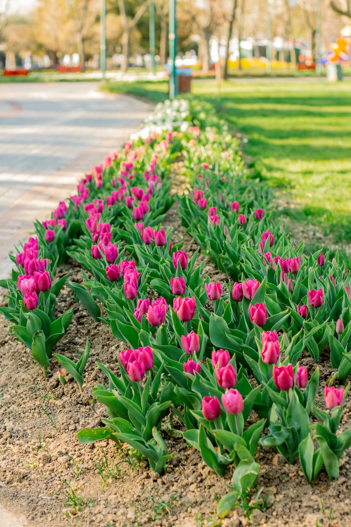 Row of pink tulips blooming in a park