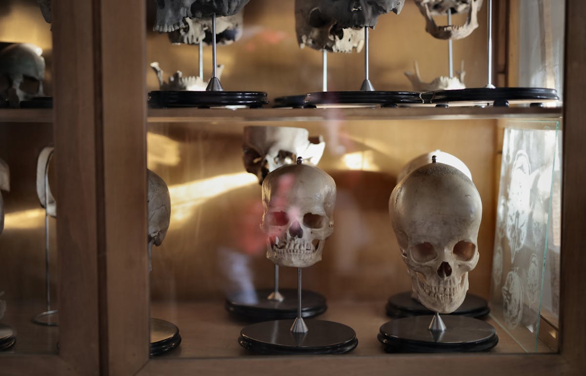 Multiple human skulls displayed in museum glass cabinet with natural light