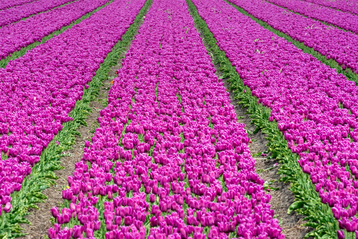 Expansive field of purple tulips in full bloom