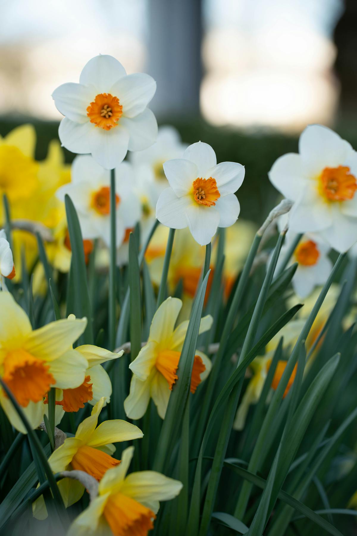 Bright daffodils blooming in spring