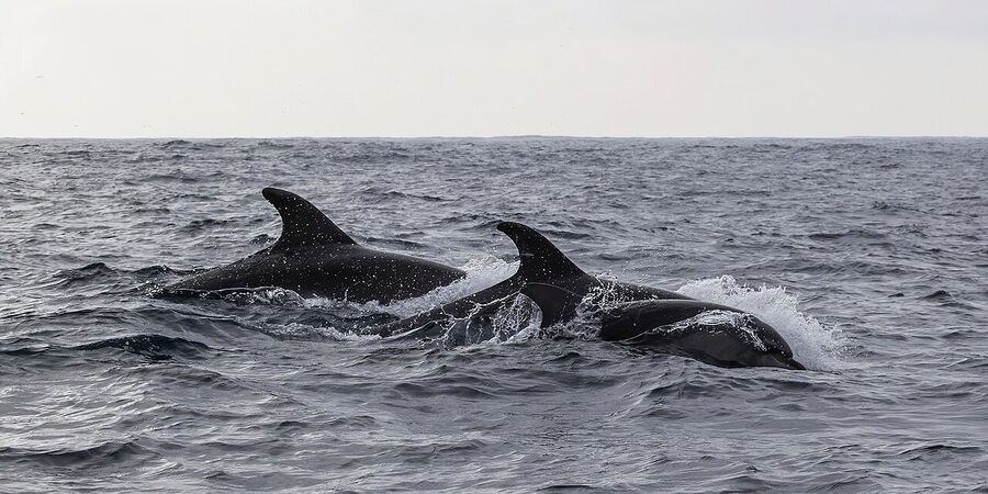 Common bottlenose dolphins swimming off the Algarve coast
