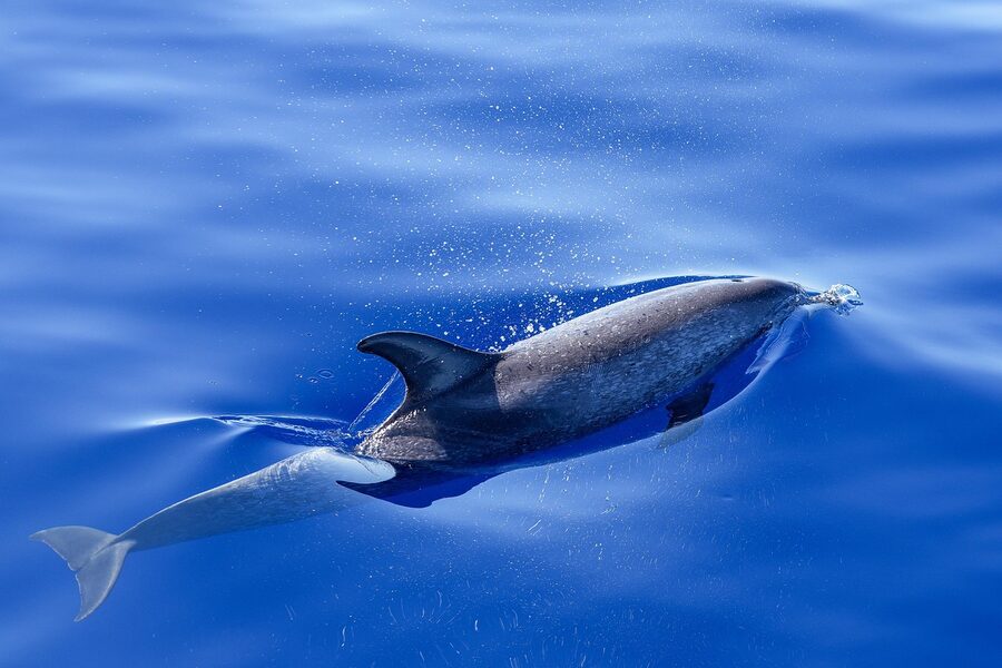 Dolphin closeup surfacing in the Atlantic
