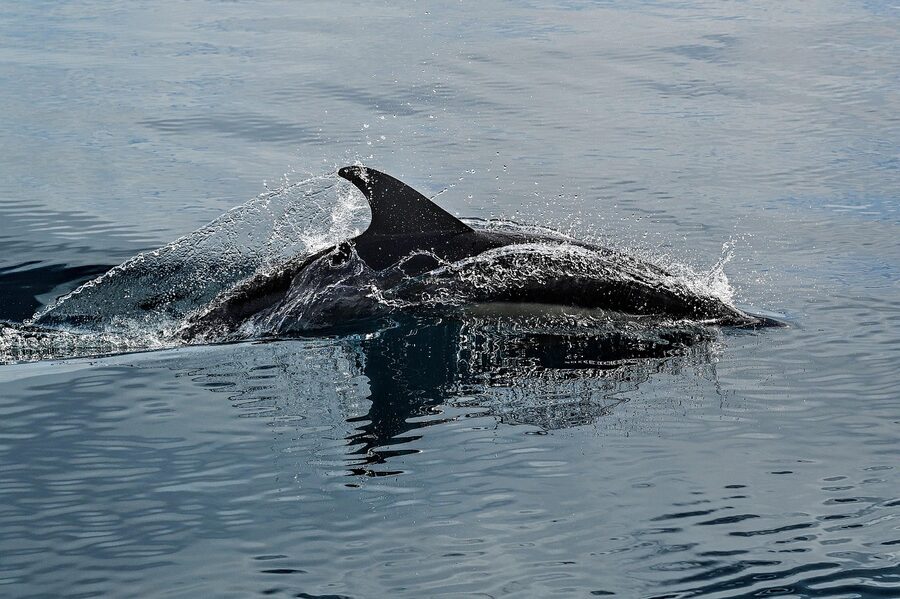 Dolphin fin breaking the surface of the Atlantic Ocean