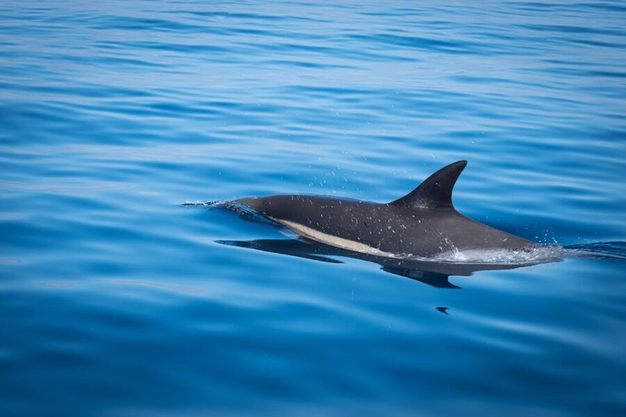 Single dolphin surfacing in the Algarve sea