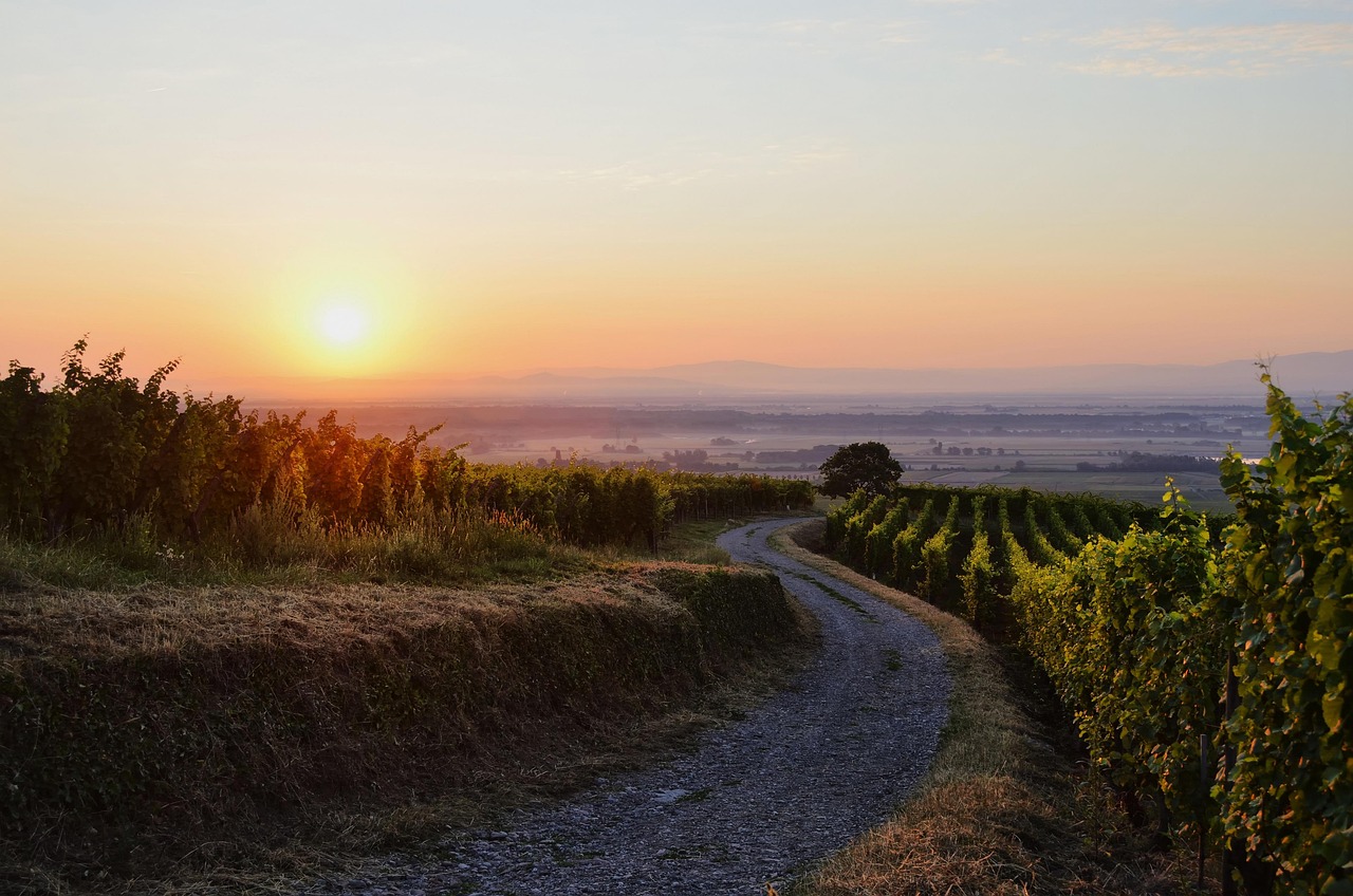 Morning vineyard landscape in Alsace near Eguisheim with dawn sky