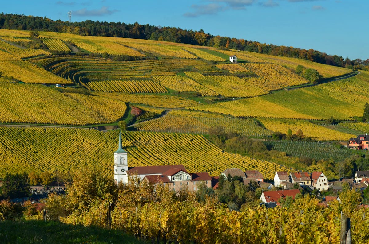Alsace vineyards and village with autumn foliage and rolling hills