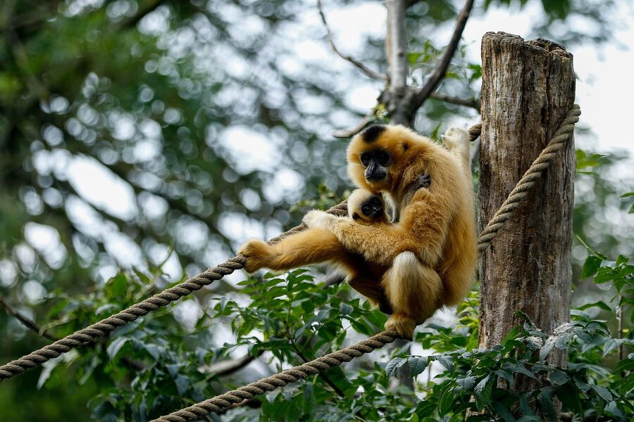 Amsterdam tram street