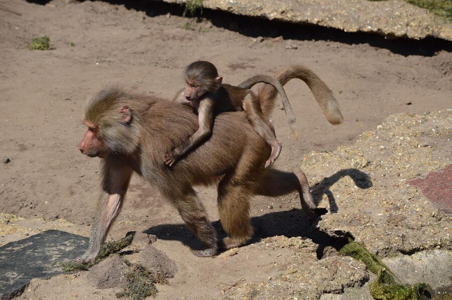 Family with children at zoo
