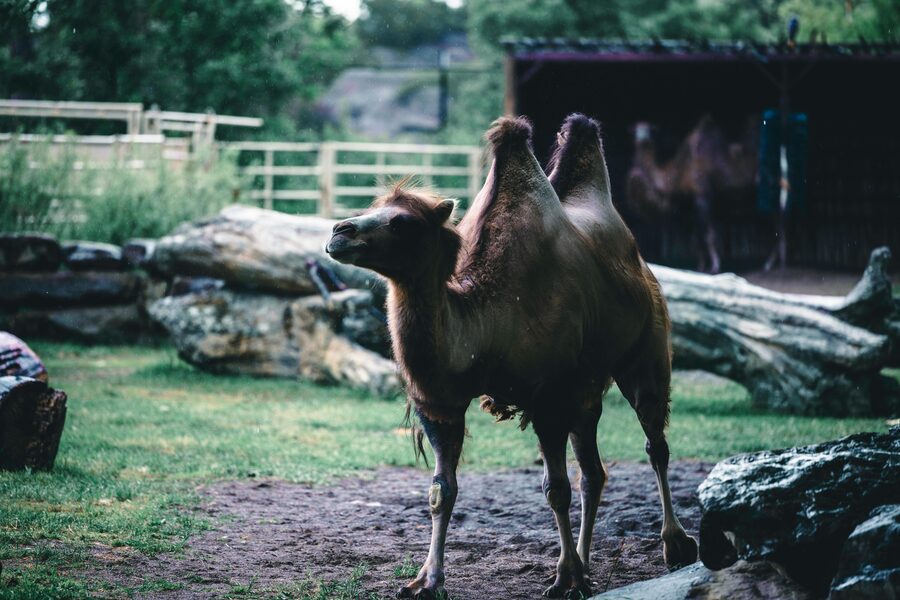 Zoo visitor area with animals