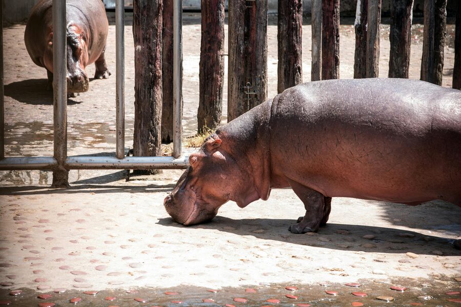 Zoo pathway with families
