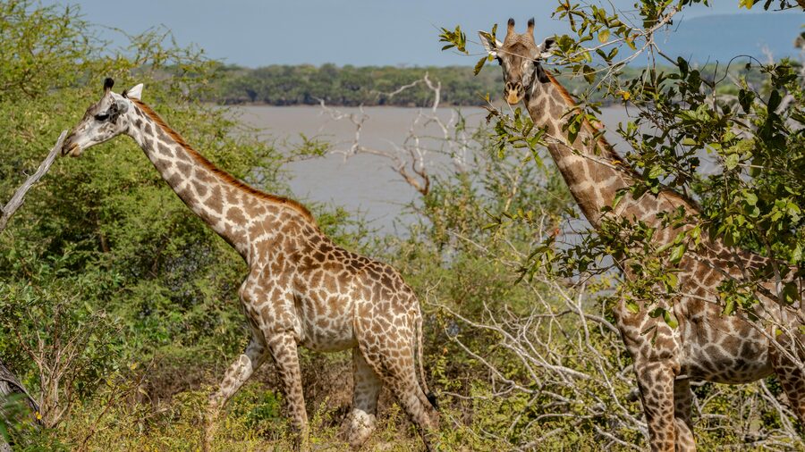 Giraffe in enclosure