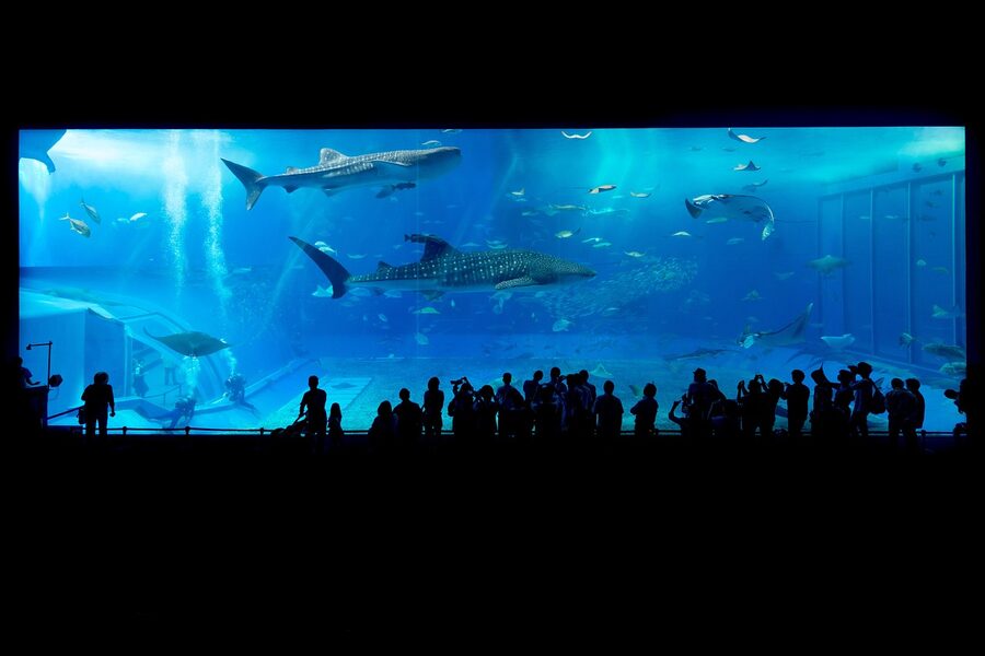 Sharks swimming in a large blue aquarium tank