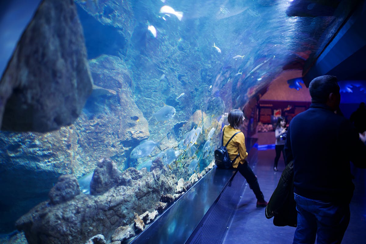 Visitors walking through an underwater tunnel at an aquarium surrounded by marine life