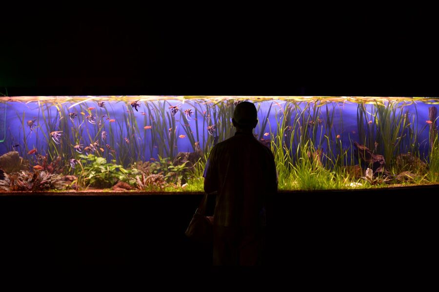 Visitor silhouetted against a large aquarium display