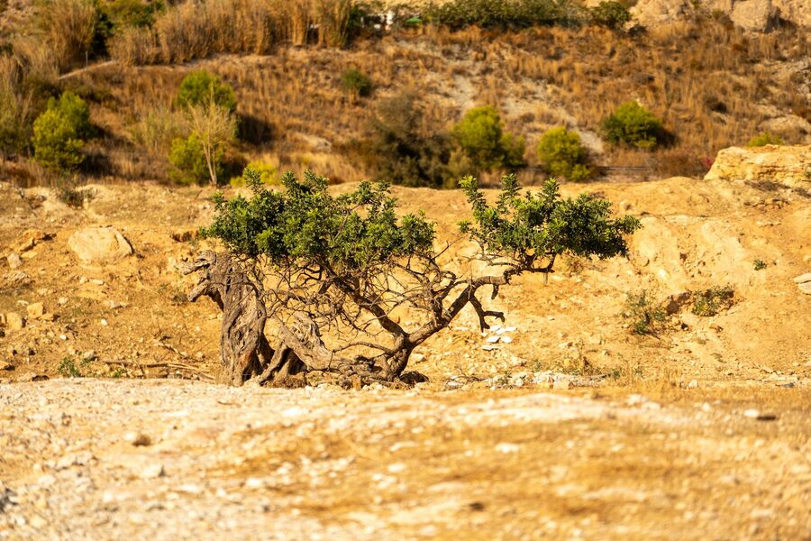 Lone tree standing in dry arid Andalusian landscape