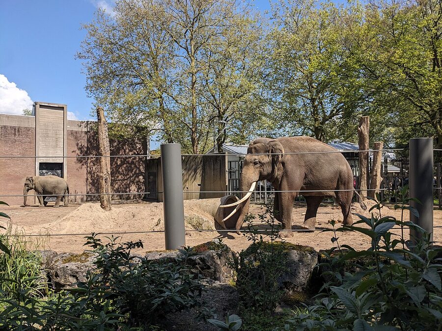 Elephant at ARTIS Amsterdam Zoo