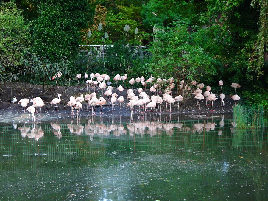 Flamingo pond at ARTIS Zoo Amsterdam