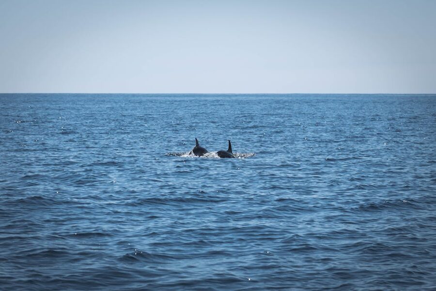 Dolphins swimming in the Atlantic ocean off the Portuguese coast